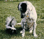 Dog and Skunk