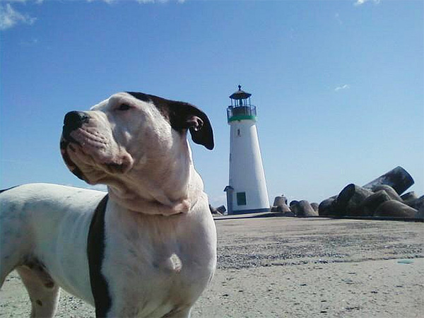 Dog at the lighthouse in Santa Cruz
