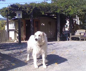 Dog at Porter Creek Winery