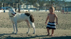 Ocean Beach Dog Beach, a dog-friendly beach in San Diego, California