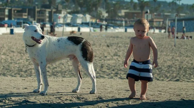 Ocean Beach Dog Beach, a dog-friendly beach in San Diego, California
