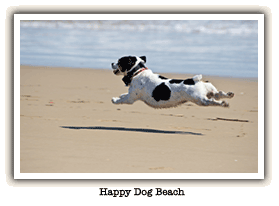 dog running down the beach