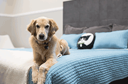 Dog on bed at Wag Hotels