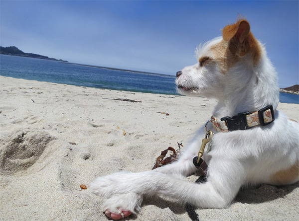 sam enjoying Carmel by the Sea