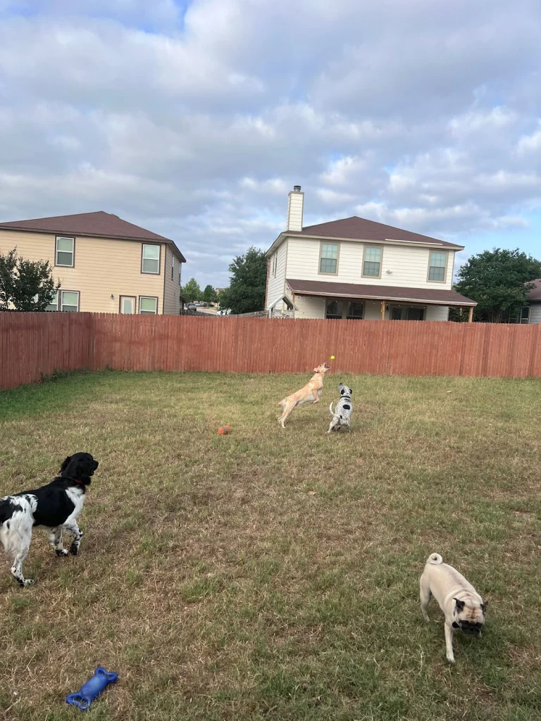 Dog House Inn, a dog-friendly pet boarding facility in Gilroy, California