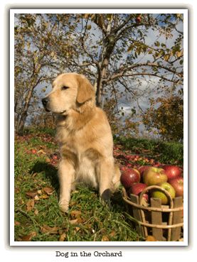 Dog in orchard