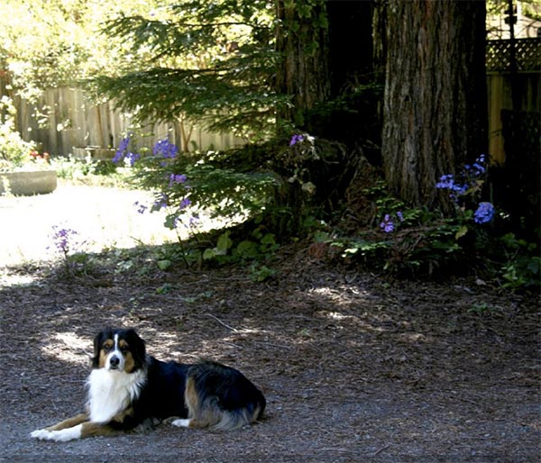 Dog at Redwood Majic