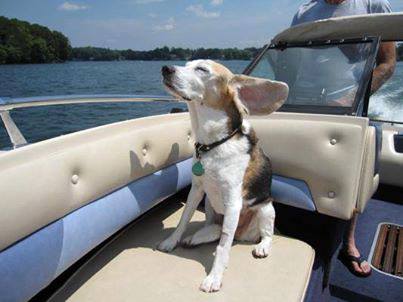 Dog on houseboat