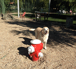 Kayla at Palm Springs Dog Park