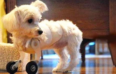 Puppy with prosthetics