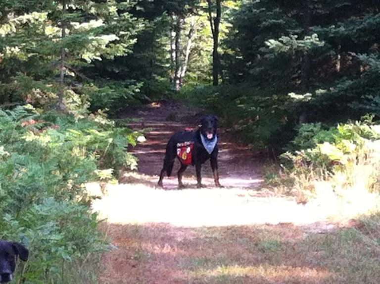 Dog Scouts of America