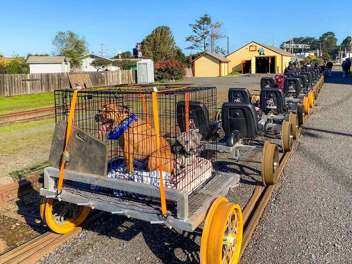 rail bike dog cart