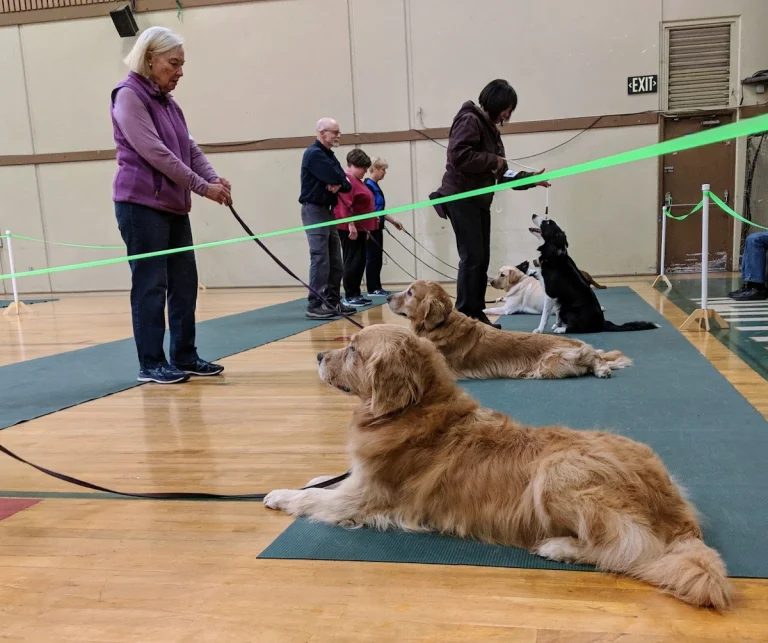 Dog Training Club of Salinas, Castroville