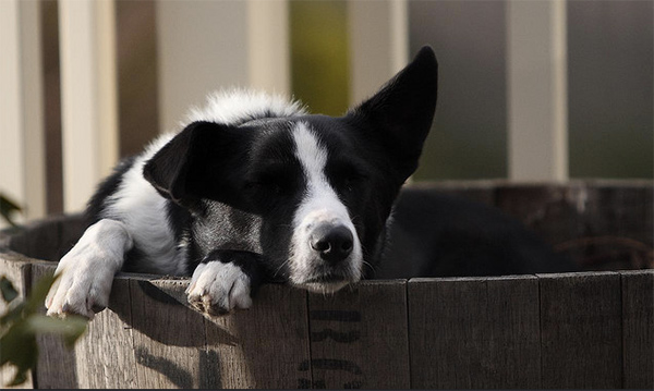 Dog resting in wine barrel