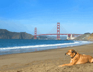 Dog in front of Golden Gate Bridge