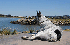 Dog relaxing at Point Isabel