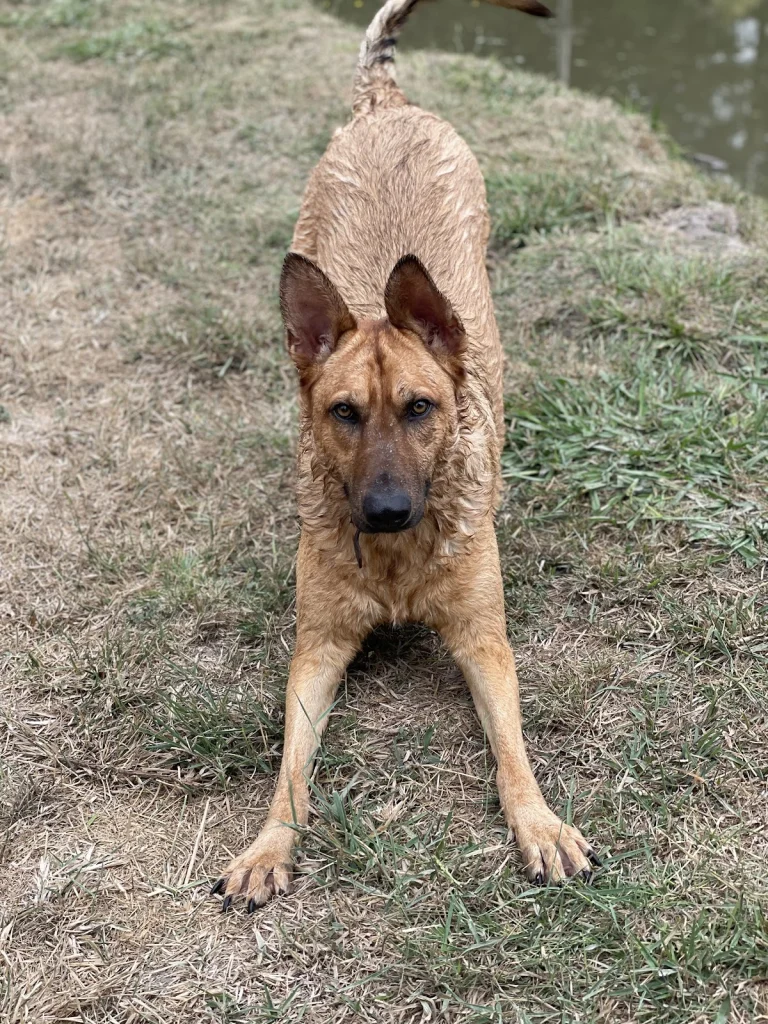 Dogfather K9 Connections, a dog-friendly pet boarding facility in Santa Rosa, California
