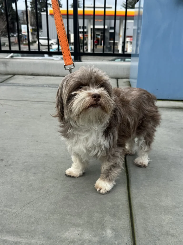 Doggie Protective Services Google Places photo
