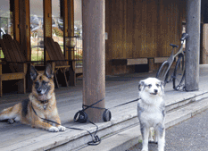 dogs on the porch at sea ranch lodge
