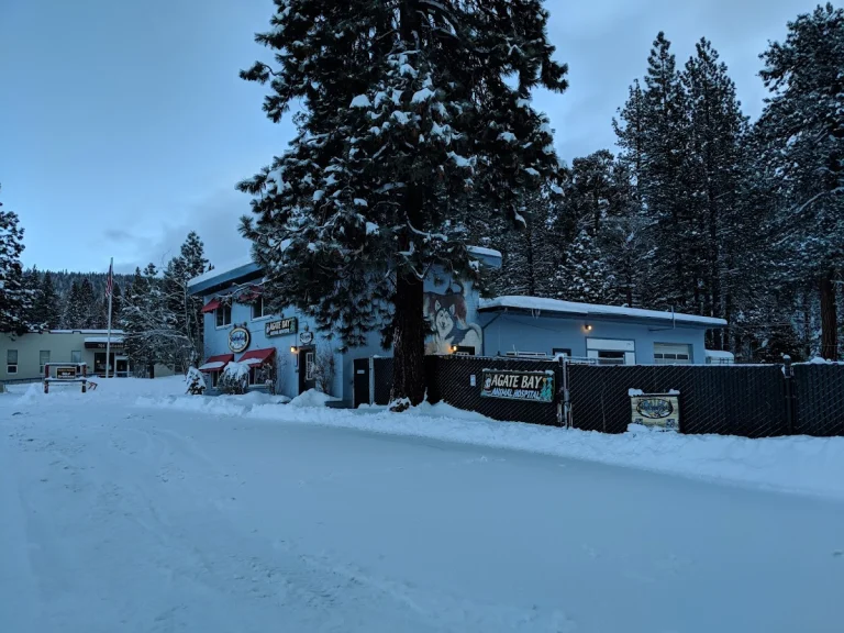 DogGoneCrazy, a dog-friendly pet supply store in Kings Beach, California