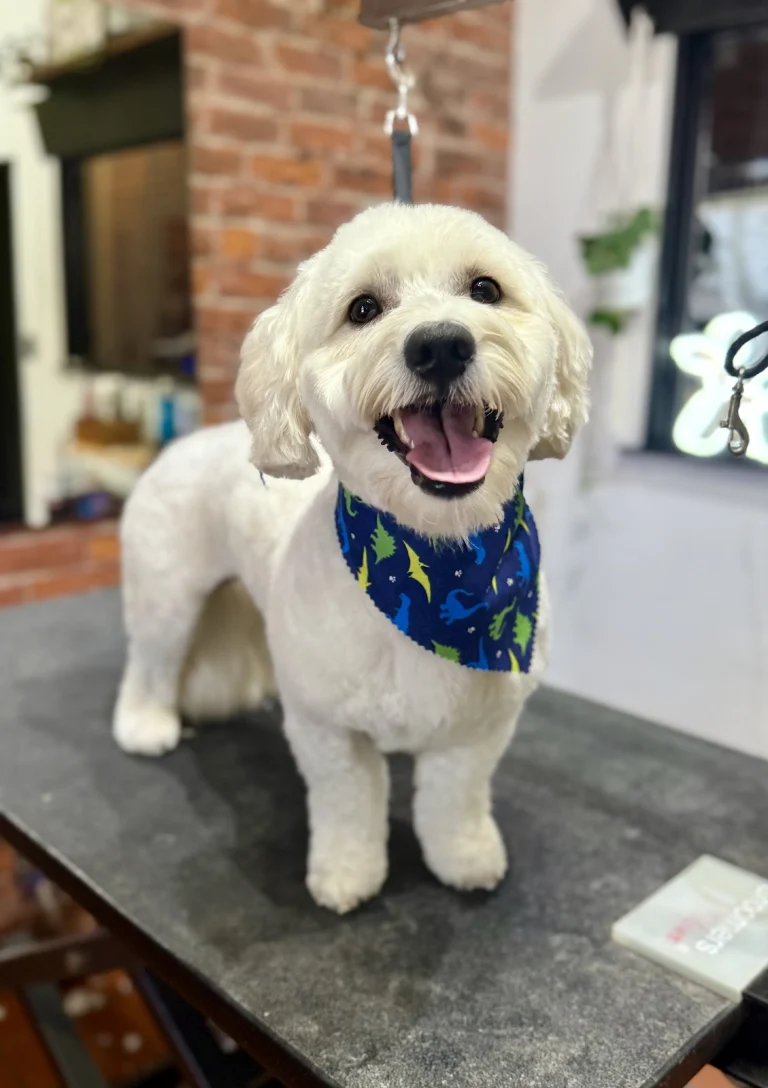 Doggy Dog Grooming, a dog-friendly dog grooming salon in Richmond, California