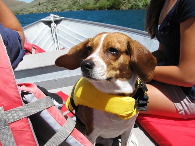 Boat dog Mono County