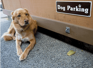Dog by Dog Parking sign