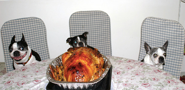 Dogs and turkey