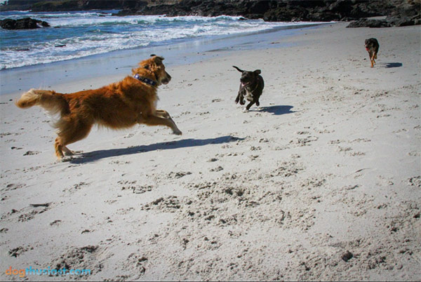 Dogs chasing on Carmel Beach