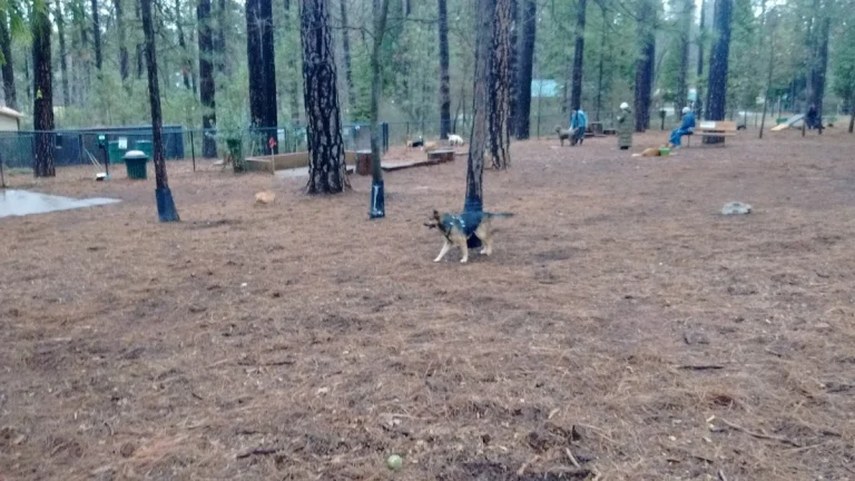 Dogs Run Free Dog Park