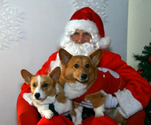 Dogs on Santa's lap