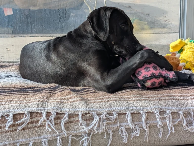 Dogs Without Borders, Encino