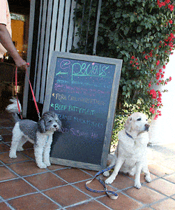 Dogs Welcome at Grill On Main in Palm Desert