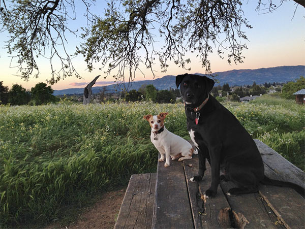 Dogs on a bench in Napa