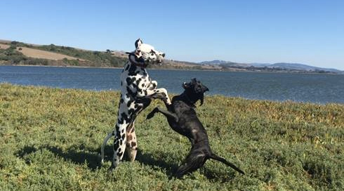 Dogs playing at Millerton Point