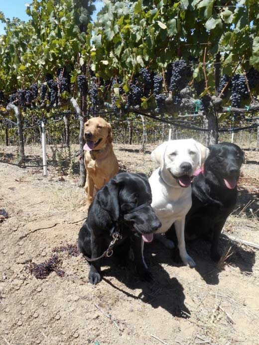 Dogs enjoying the vineyard