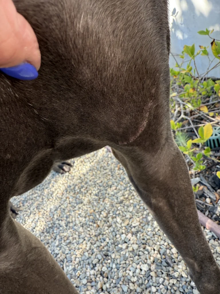 Dogtopia of Anaheim Hills Google Places photo