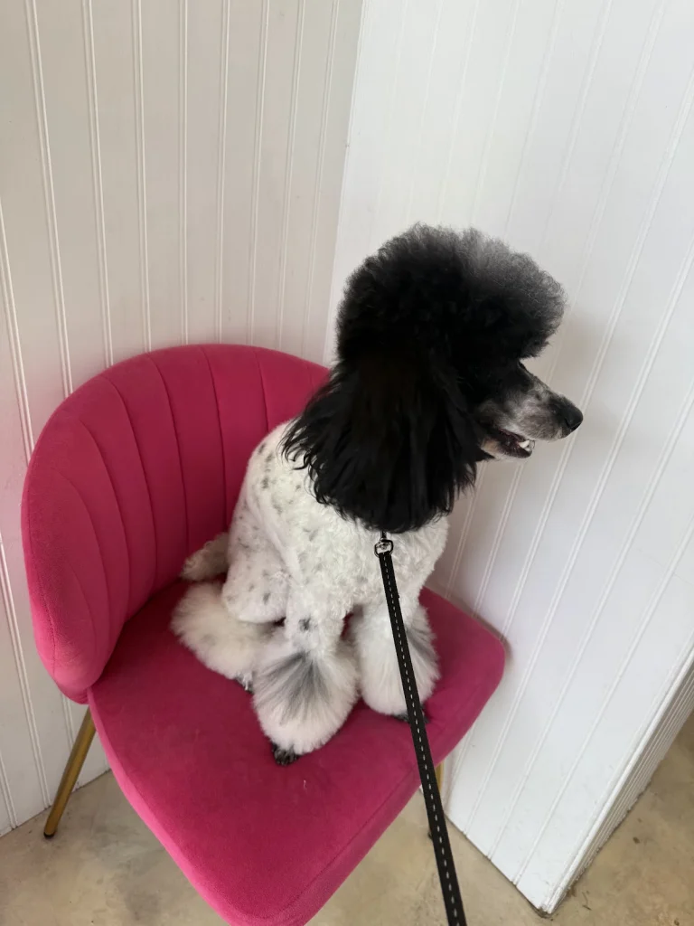 Dogue Spa