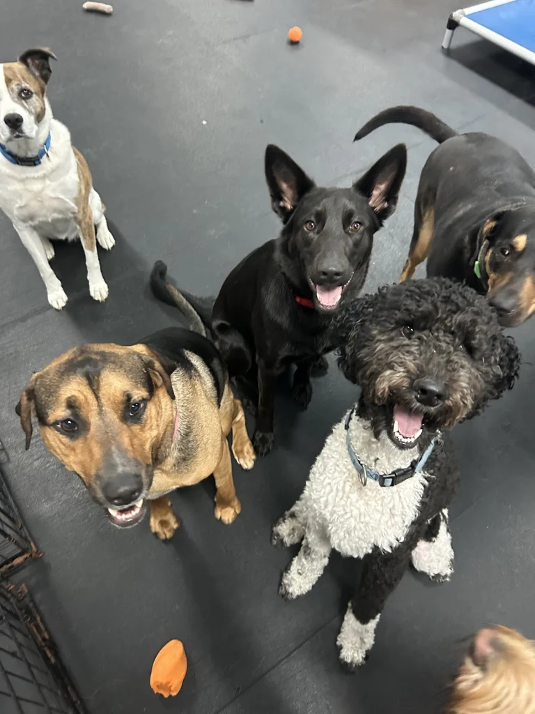 Downtown Dogs, a dog-friendly pet boarding facility in San Jose, California