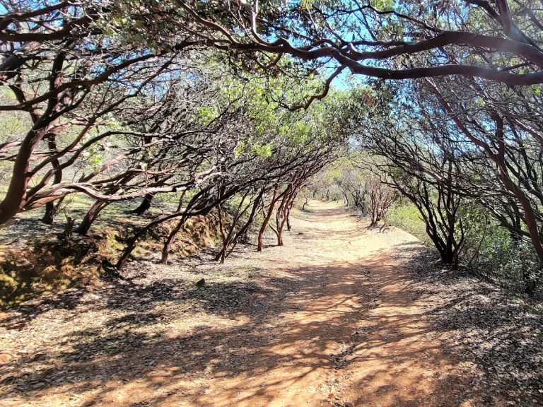 Dragoon Gulch Trail, a dog-friendly hiking trail in Sonora, California