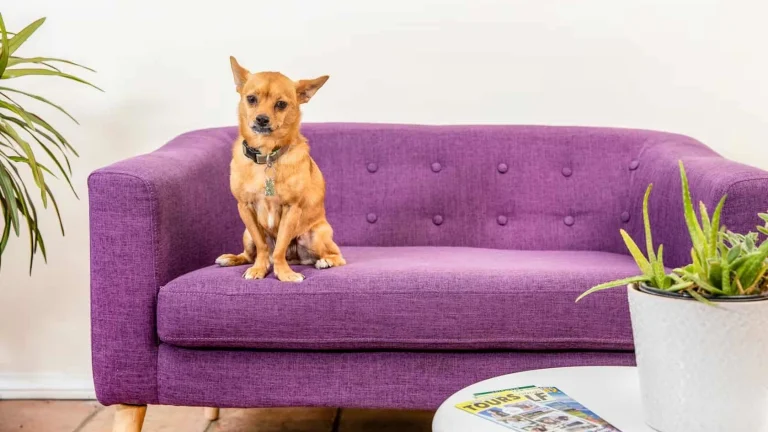 Inn at Palm Springs, a dog-friendly hotel in Palm Springs, California