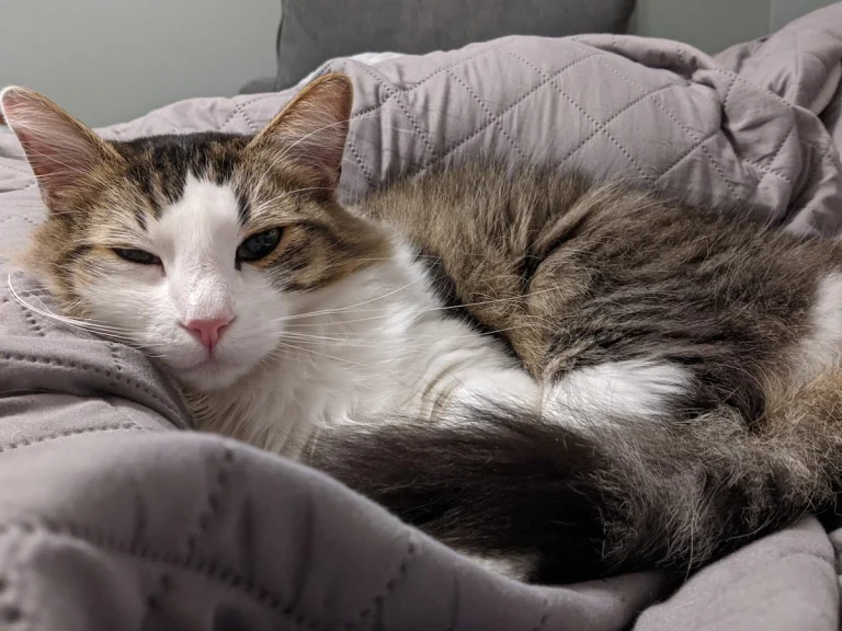 East Bay Animal Rescue, Clayton