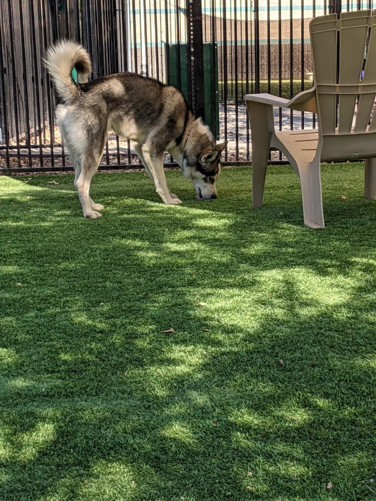 East County Animal Shelter, Dublin