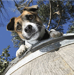 Dog in a wine barrel