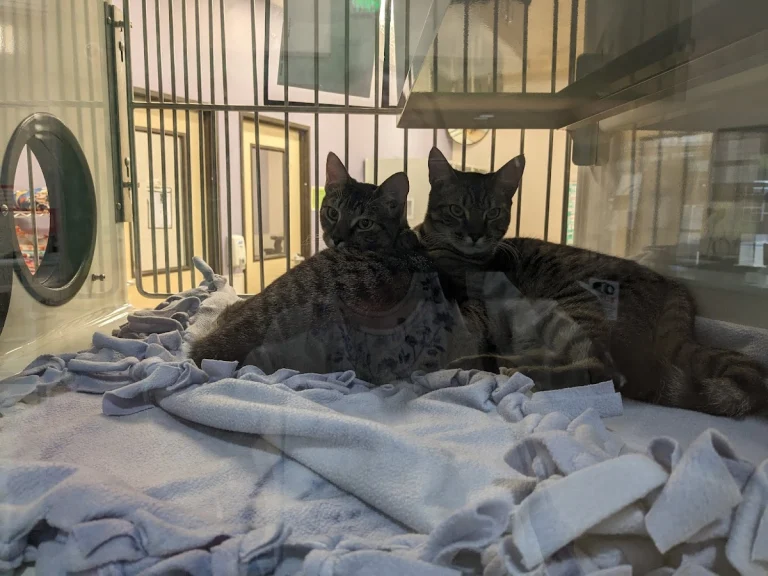 El Dorado County, a dog-friendly animal rescue in Diamond Springs, California