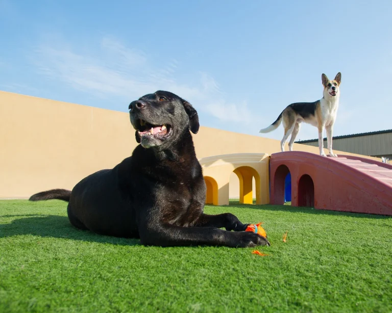 Elaine's Pet Resorts, Madera