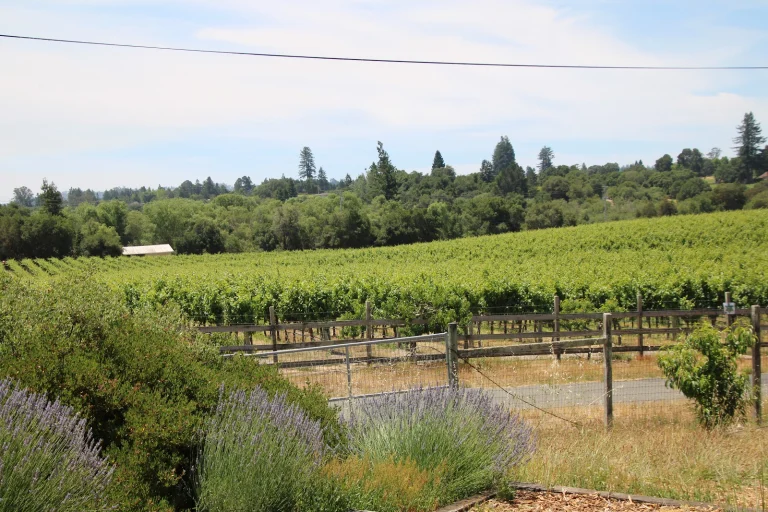 Emeritus Winery and Tasting Google Places photo