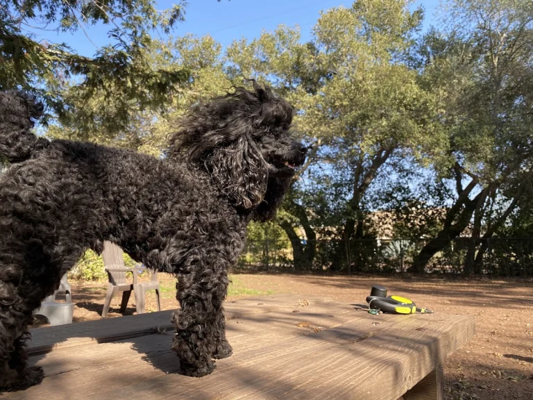 Ernest Holman dog park
