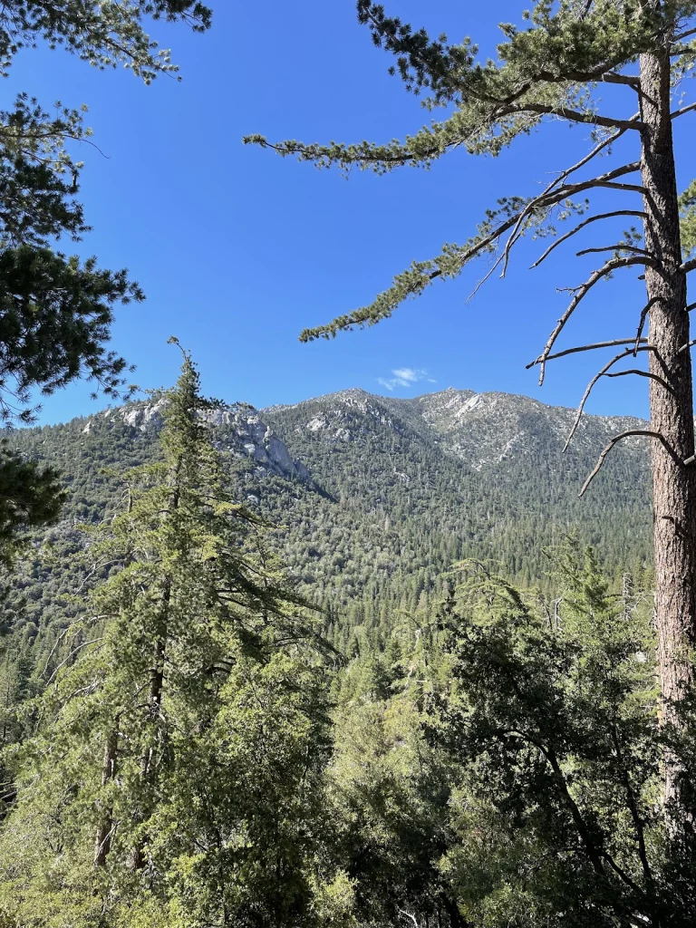 Ernie Maxwell Scenic Trail, a dog-friendly hiking trail in Idyllwild, California