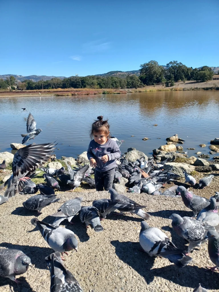 Fairview Park, Napa